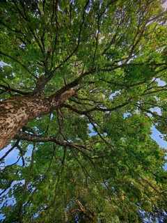Frog-eye view of a treetop, green leaves against a blue sky, Upper Franconia