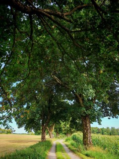 Rural trail lined with trees with thick, overhanging branches under a blue sky, Upper Franconia