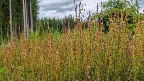Dense green and red-brown grasses (gramen) on a sunny meadow, green band, Franconian Forest nature