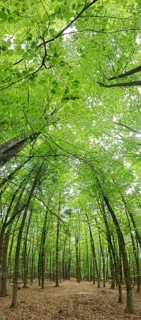 A light-flooded path through a dense green forest, Franconian Forest nature park Park