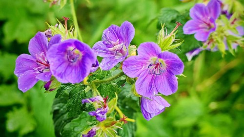 Close-up of bright purple flowers forest cranesbill (geranium sylcaticumim) in the greenery,