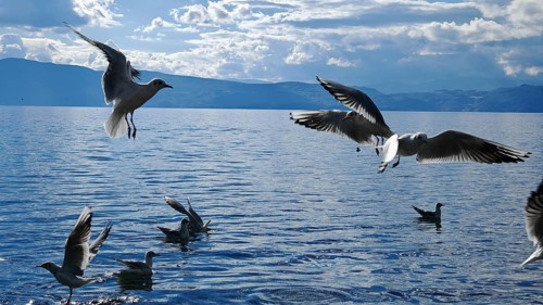 Seagulls (larinae) flying over a lake in a dynamic scene over the water, Lake Ohrid, North