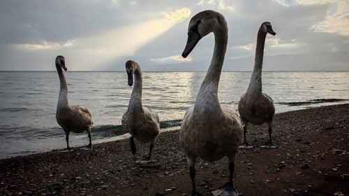 Close-up of four swans (cygnus) standing on the sandy beach while sun rays shine through the clouds