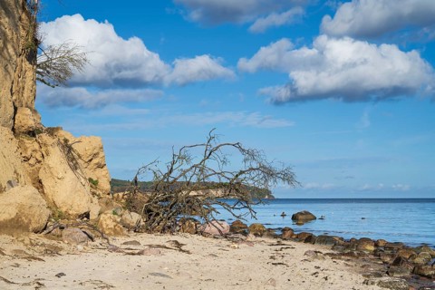 Demolition on cliffs, fallen tree, boulders, autumn, Lobbe, Mönchgut peninsula, Rügen, island,