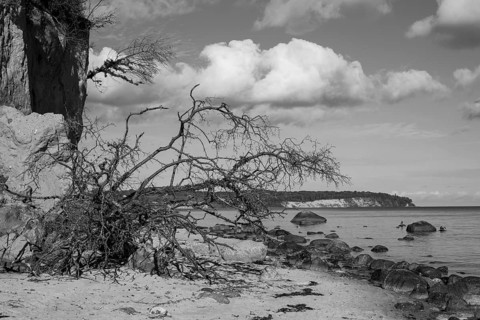 Demolition on cliffs, fallen tree, boulders, black and white, Lobbe, Mönchgut peninsula, Rügen,