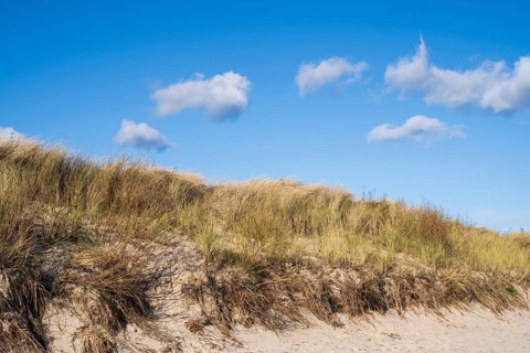 White clouds over the dunes with oats, Mönchgut, Rügen, island, Baltic Sea, Mecklenburg-Western