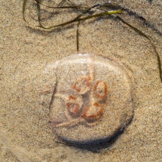 Jellyfish washed by water on the beach, Rügen, island, Baltic Sea, Mecklenburg-Western Pomerania,