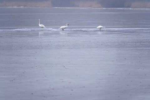 Three swans on a frozen lake, winter, Germany