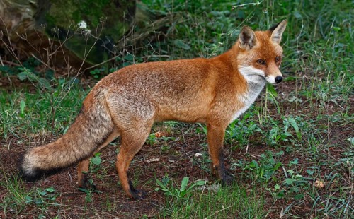 Fox (Vulpes vulpes) Red fox, Schleswig-Holstein, Germany