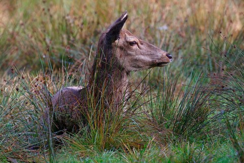 Red deer, Red deer, Red hind (Cervus elaopus) attentive looking female resting in a meadow in