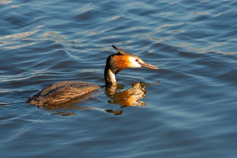 Great Crested Grebe (Podiceps Scalloped ribbonfish) swimming alone, with clear reflection in blue