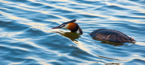 Great Crested Grebe (Podiceps Scalloped ribbonfish) swimming half submerged in blue and golden