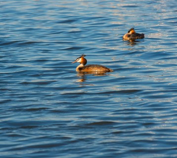 Two great crested grebes (Podiceps Scalloped ribbonfish) swimming side by side in blue and golden