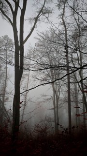 Dark silhouettes of trees in the foggy forest create a mysterious atmosphere, Thuringian Forest