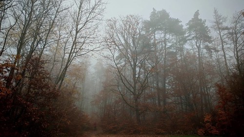 Clouds of fog sweep through the autumnal forest and create a quiet atmosphere, Thuringian Forest