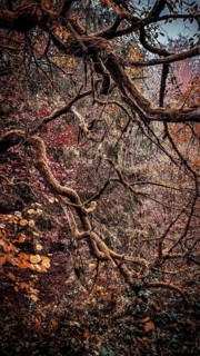 Branched branches with mossy and autumn-colored leaves create a mystical atmosphere, Thuringian