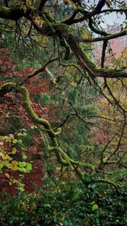 Moss-covered branches in the forest with autumn-colored leaves in the background, Thuringian Forest