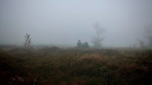 A foggy meadow landscape with scattered trees and a mystical atmosphere, Thuringian Forest nature