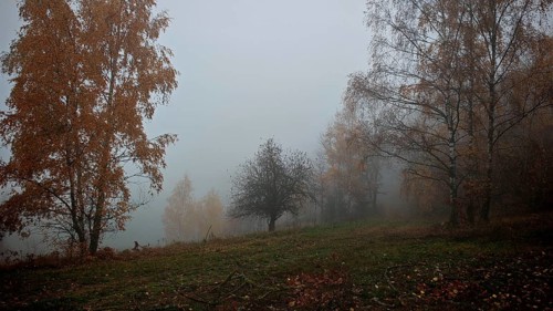 Foggy autumn landscape with scattered trees and a meadow in the foreground, Thuringian Forest