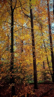 Bright yellow foliage gives the forest, beech (fagus), a golden autumnal energy, Franconian Forest
