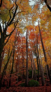 Towering trees in an autumn forest, vivid colors create a magical atmosphere, Franconian Forest