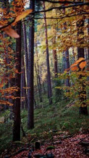Autumn forest with bright leaves, quiet scene full of natural beauty, Franconian Forest nature park