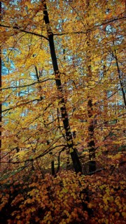 Bright golden foliage in a dense autumn forest, Franconian Forest nature park Park