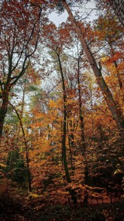Trees in autumn dress, bright leaves create a warm, inviting atmosphere, Franconian Forest nature
