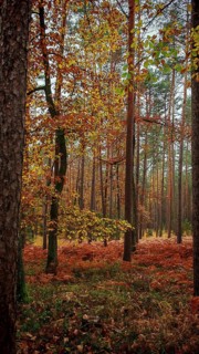A quiet autumn forest with tall pine trees and colorful leaves on the ground, Franconian Forest