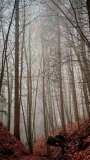 Tall trees in a foggy forest with fallen leaves on the ground, quiet atmosphere, Thuringian Forest