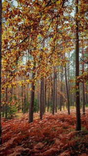 Autumn leaves hang from trees in a quiet forest with high tree growth, Frankenwald nature park Park