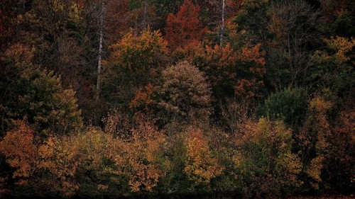Different autumn colors in a dense group of trees with red and brown leaves, Hainich National Park