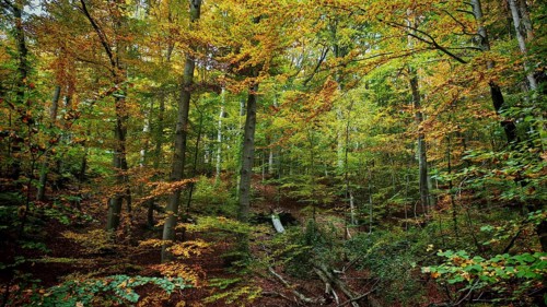 Autumn forest with tall trees, brightly coloured foliage and a peaceful atmosphere, Hainich