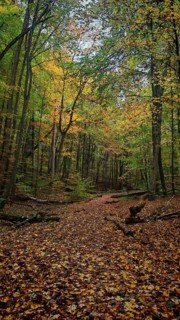 A trail covered with colorful autumn leaves leads through a quiet forest, Hainich National Park