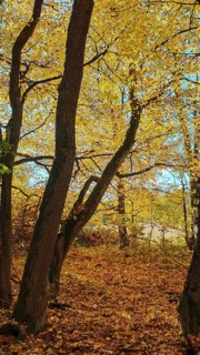 Yellow autumn leaves in the forest with light shining through the trees, Hainich National Park
