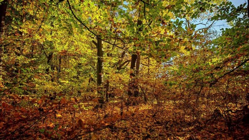 Autumn forest in bright shades of yellow and brown under blue sky, Hainich National Park