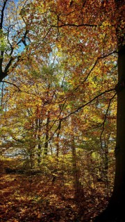 Autumn trees with golden and orange leaves in the forest, Hainich National Park