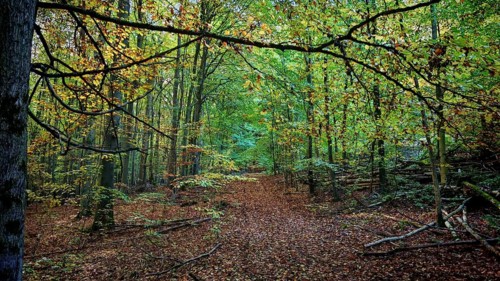 Trail through autumn forest with leaves on the trail and thick, green and yellow trees, Hainich
