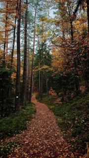 Forest trail with covered leaves, the autumn atmosphere invites you to hike, Franconian Forest