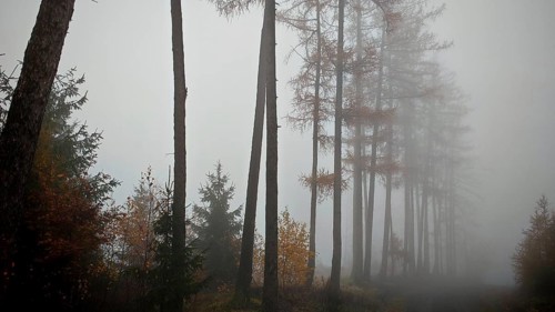 Tall trees rise out of a foggy forest, quiet and dull, mystical atmosphere, Thuringian Forest