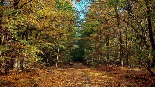 Forest trail lined with autumn trees full of colorful leaves, Hainich National Park