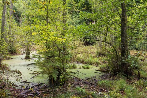 Wetland in beech forest, Jasmund National Park, Sassnitz, Rügen island, Baltic Sea,