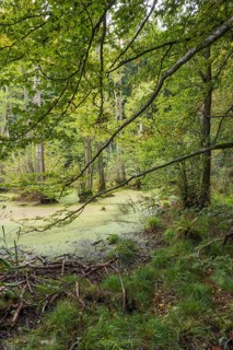 Wetland in beech forest, Jasmund National Park, Sassnitz, Rügen island, Baltic Sea,