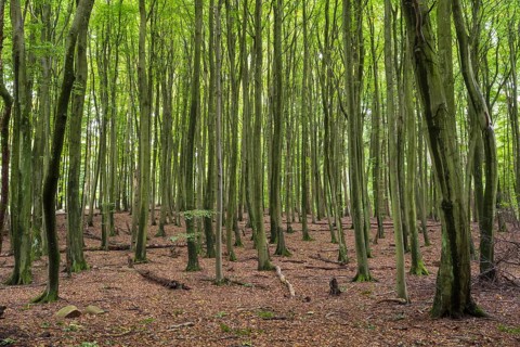 Old beech forest, Stubnitz, Jasmund National Park, Sassnitz, Rügen island, Baltic Sea,