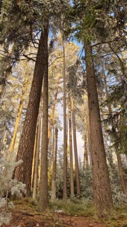 Winter landscape in the forest with sunlight on high trees, pines (abiete) quiet atmosphere, view