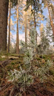 Frost-covered branch in winter forest, natural and quiet scene with blue sky in the background,