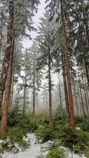 Snowy winter forest with tall trees, atmospheric perspective, spruce (picea) and small spruce trees