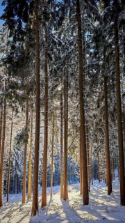 Snowy forest with tall trees and sunlight shining through the branches, Fichtelgebirge