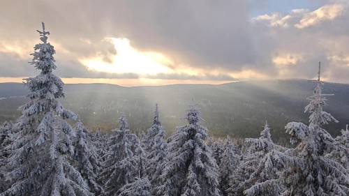 Snow-covered trees, spruces (picea) and wide landscape at sunset, immersed in a quiet winter