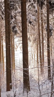 Winter forest with tall trees and soft light shining through the snowy landscape, Fichtelgebirge